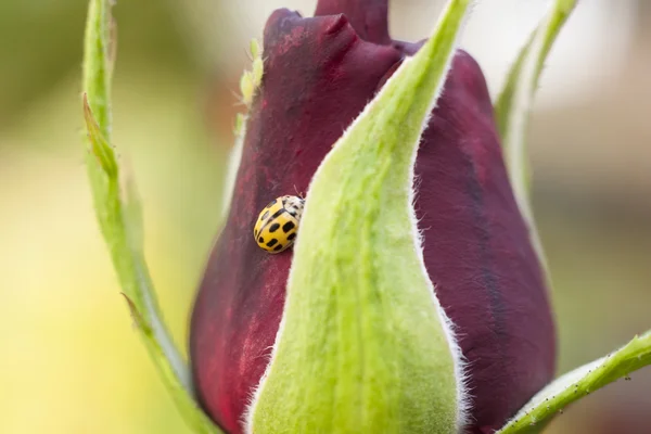 Beautiful close-up of a rose with a yellow ladybird — Stock Photo, Image