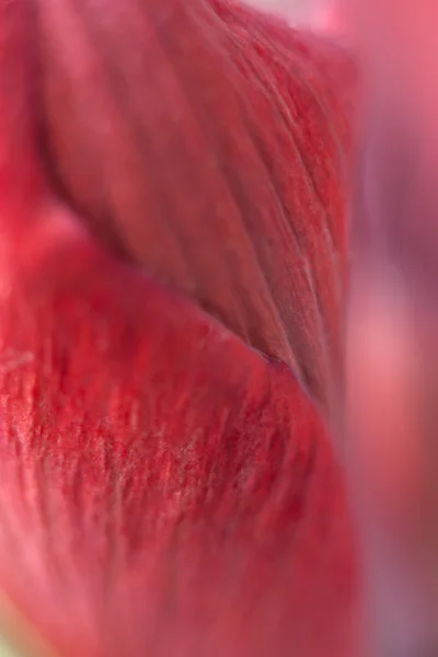 Beautiful close-up of a rose — Stock Photo, Image