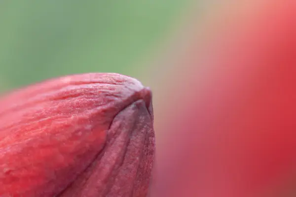 Bir gül güzel yakın çekim