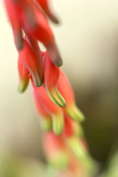 Aloe çiçeklerin güzel yakın çekim — Stok fotoğraf