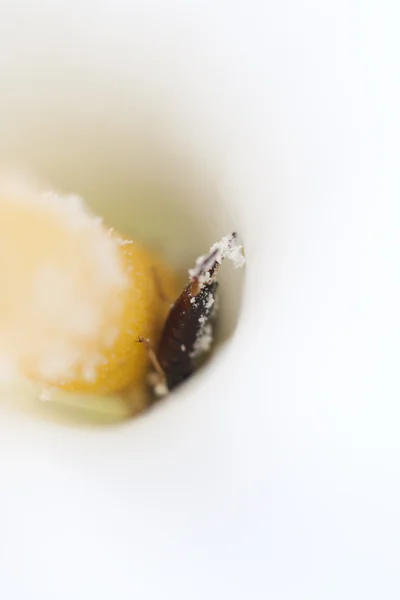 Calla lily ile ortak bir kulağakaçan Close-up