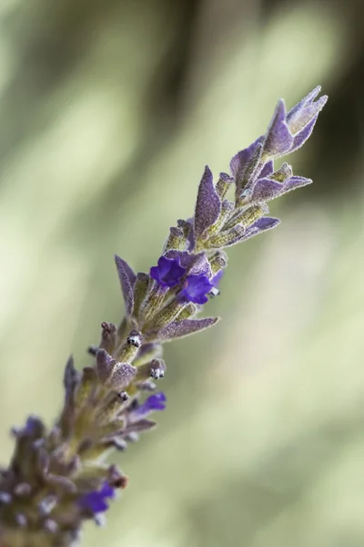 Bir lavanta - Lavandula angustifolia Close-up