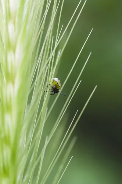 Beautiful Close-up of a wheat with a ladybird - Triticum — Stock Photo, Image