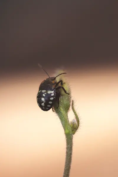 Uğur böceği bir çiçek tomurcuk üstüne