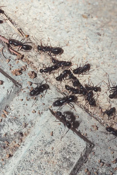 Hormigas en un rincón del suelo —  Fotos de Stock