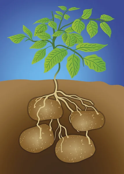 Patates - Solanum tuberosum