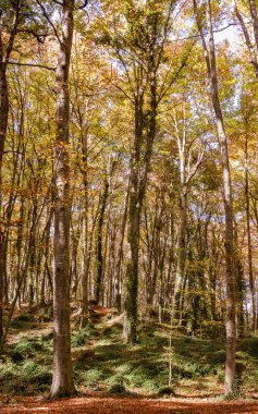 Sonbaharda kayın ormanı