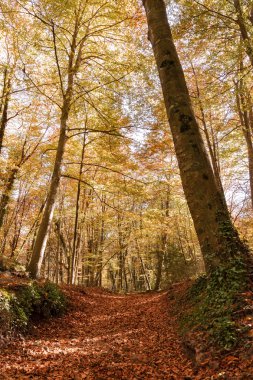 Sonbaharda kayın ormanı