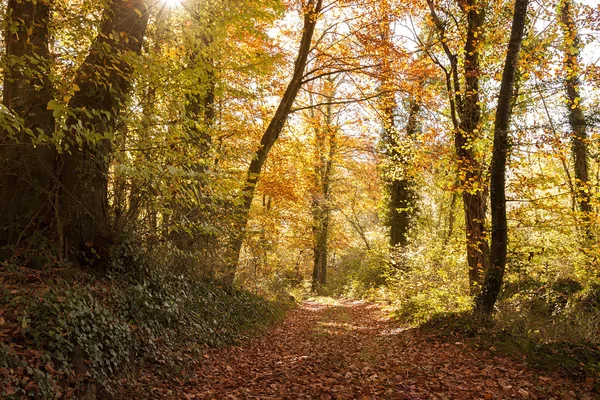Sonbaharda kayın ormanı