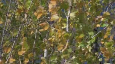 Rüzgarda süzülen huş ağaçlarının sarı yaprakları.. 