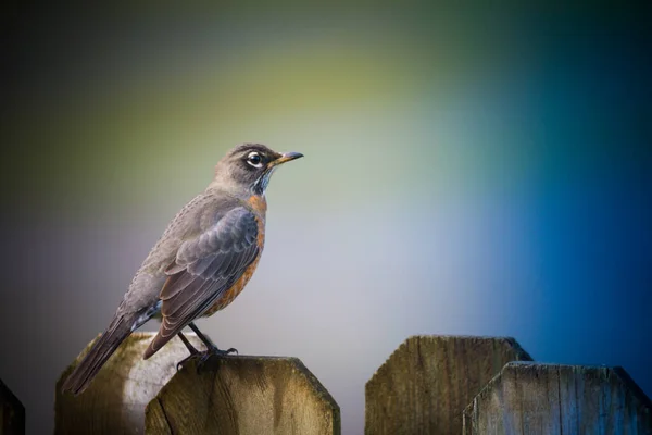 Krásný pták sedí na dřevěném plotě — Stock fotografie