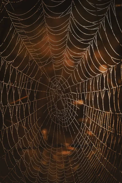 Primer plano de la gran tela de araña con gotas de rocío, imagen vertical —  Fotos de Stock