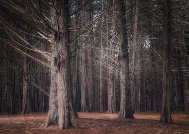 Moss Beach, Kaliforniya 'daki Fitzgerald Deniz Rezervi' nde selvi ağaçları