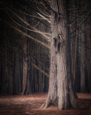 Moss Beach, Kaliforniya 'daki Fitzgerald Deniz Rezervi' nde selvi ağaçları