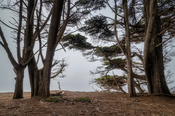 Cypress trees at Fitzgerald Marine Reserve in Moss Beach, Καλιφόρνια — Φωτογραφία Αρχείου