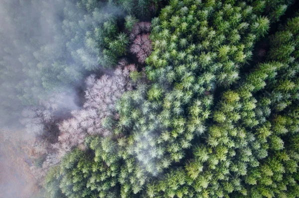 Ομίχλη και ομίχλη πάνω από Douglas Fir και Alder δέντρα στο δάσος του Όρεγκον — Φωτογραφία Αρχείου