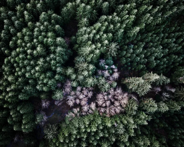 Πάγωμα σε πεύκα και λευκά δέντρα υψικαμίνου το χειμώνα, Ειρηνικός Northwest κεραία — Φωτογραφία Αρχείου