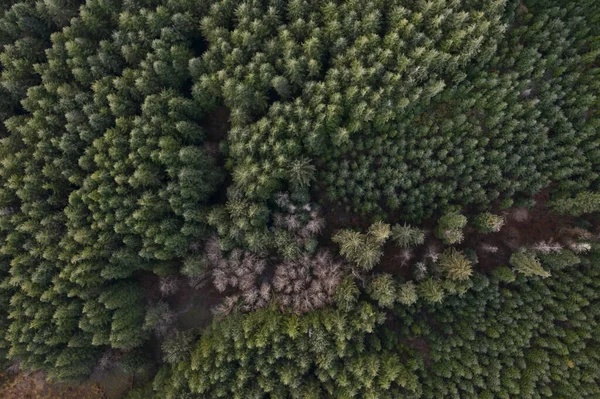 Top down άποψη της δεύτερης και τρίτης ανάπτυξης Douglas Fir δάσος στο Όρεγκον — Φωτογραφία Αρχείου