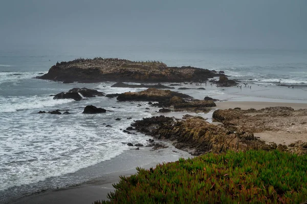 Birds nesting on rocks Central California coast — Stock Photo, Image