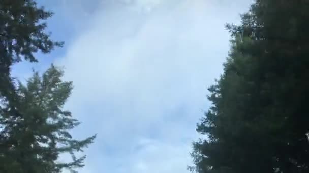 Condução na estrada forrada com pinheiros, câmera inclinada para cima — Vídeo de Stock