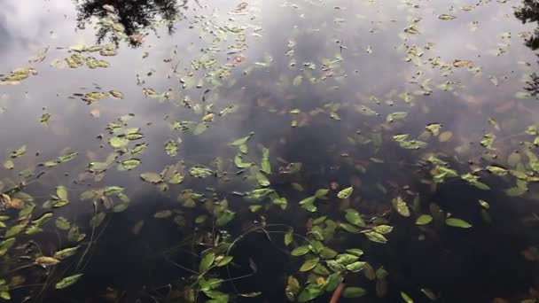 Pondweed en un lago, tiro panorámico — Vídeos de Stock