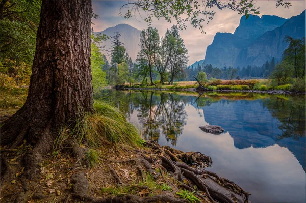 Árboles a orillas del río Merced en el Parque Nacional Yosemite — Foto de Stock