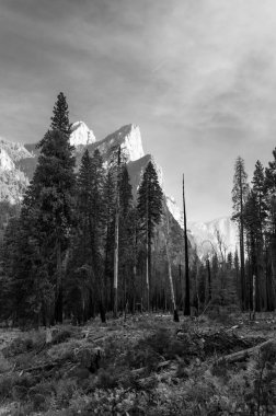 Yosemite Vadisi 'ndeki çam ağaçları siyah beyaz muhteşem kayalıklarla çevrili.