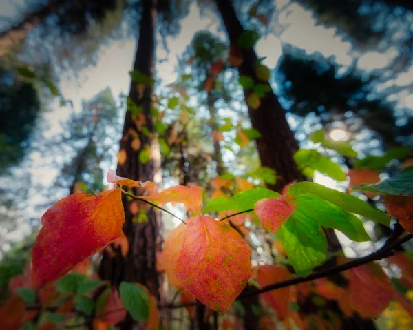 多彩的落叶落在树枝上 — 图库照片