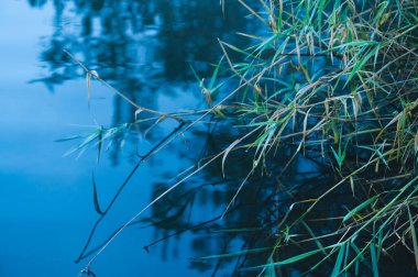 Göl kıyısında yeşil yapraklar, mavi sularda yansıması olan, sakin doğa.