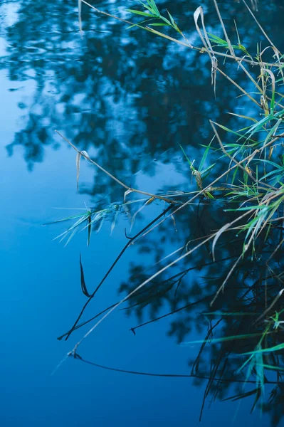 Folhas verdes na margem do lago com reflexão na água azul, natureza serena — Fotografia de Stock