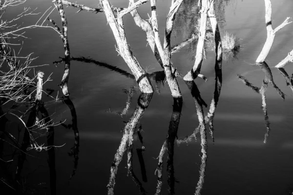 Ramos de árvores preto e branco crescem e refletem na água — Fotografia de Stock