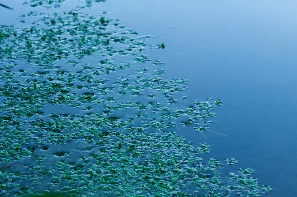 Zöld vízinövény nő a kék tiszta tó víz — Stock Fotó