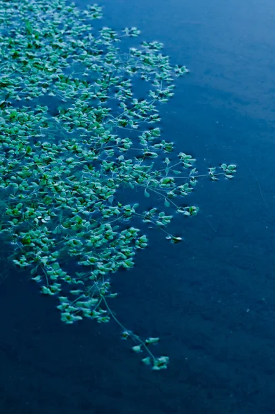 Рослина з зеленою водою росте у блакитній прозорій воді озера, вертикальне зображення — стокове фото