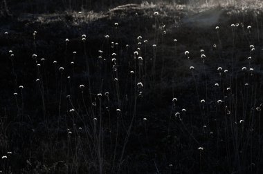 Huysuz renkler çiçekler ve kırılan çiçekler gün batımında çayırda