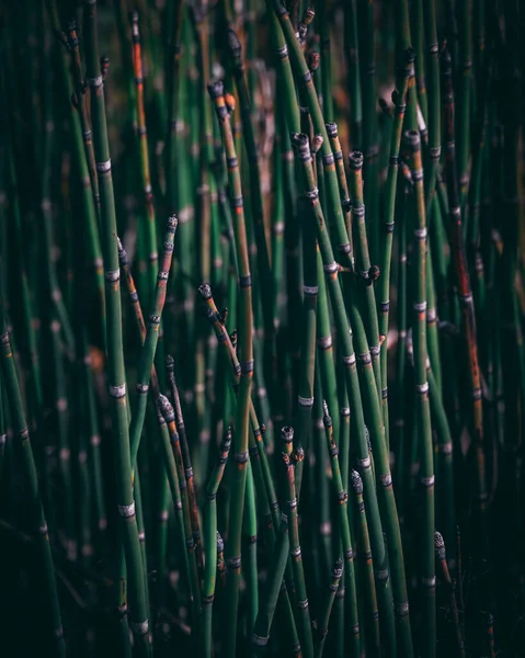 馬関尾植物、 Equiseteace科では、自然パターンテクスチャの背景 — ストック写真