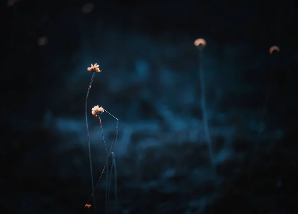 Backlit small flowers on field moody dark color — Stock Photo, Image