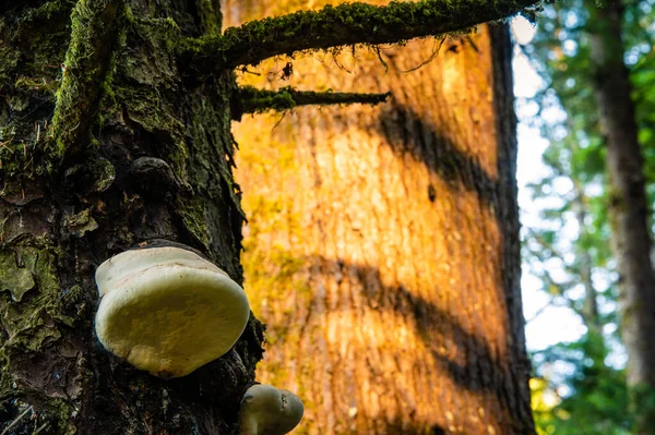 Ağaçta büyüyen beyaz mantar 
