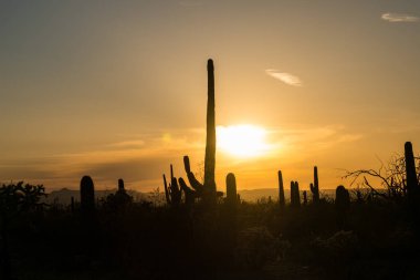 Siluetli Saguaro Kaktüsü günbatımına karşı