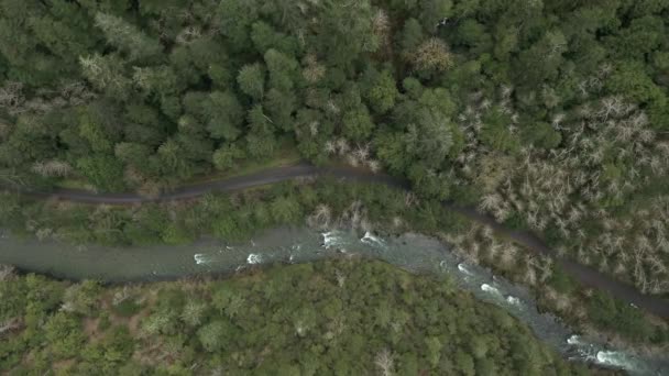 Dron lata wysoko nad rzeką w bujnym lesie. — Wideo stockowe