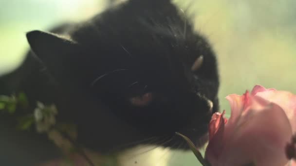 Piękny kot zbliżenie wąchanie różowy róż, miękkie marzycielski ostrość film wygląd, handheld — Wideo stockowe