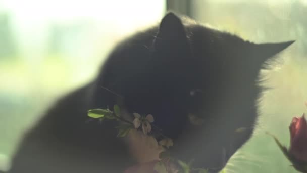 Il gatto nero siede vicino alla finestra e annusa fiori e sbadigli. Clip di messa a fuoco morbida da sogno — Video Stock