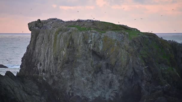 Kolonin av puffins sitter på en brant klippa vid Oregon Coast — Stockvideo