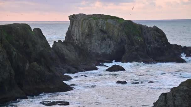 Montones de mar en la costa de Oregon al atardecer, muchas aves volando alrededor — Vídeos de Stock