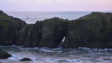 Bandon Oregon Sahili 'nde fil kayası oluşumu, deniz kuşları uçuşuyor.. 