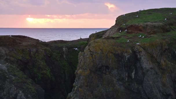 Zoom in shot of birds on mossy green sea stack in Bandon, Oregon Coast — Stock Video