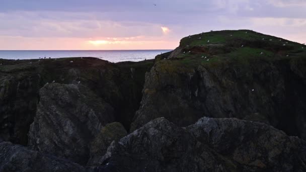 Přiblížit záběr ptáků na mechem zeleném mořském komíně v Bandonu, Oregon Coast — Stock video