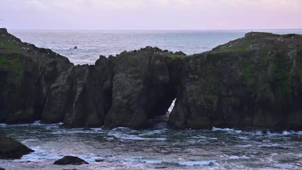 Σχηματισμός Elephant Rock στο Bandon Oregon Coast, θαλασσοπούλια πετούν γύρω. — Αρχείο Βίντεο