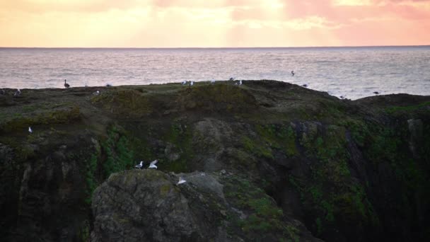 Primer plano tiro gaviotas en roca verde Oregon Costa puesta de sol. — Vídeos de Stock