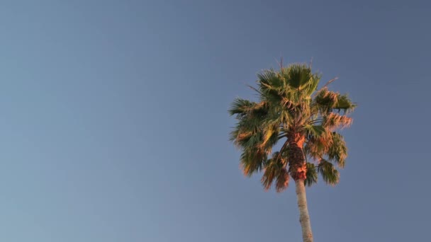 Palma se mueve contra el cielo azul se mueve en el viento — Vídeos de Stock