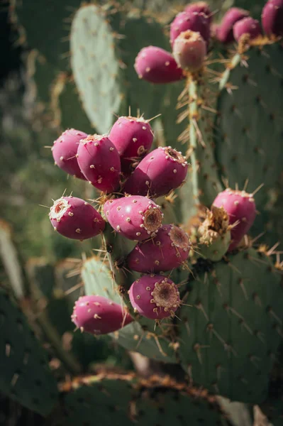Closeup of red prickly pear cactus fruit